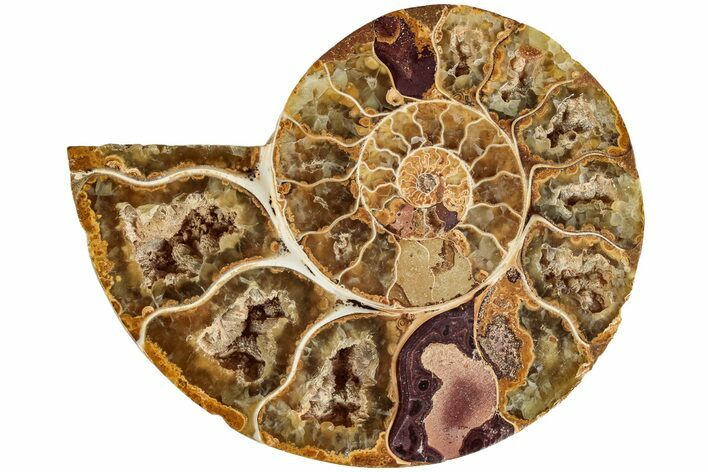 Jurassic Cut & Polished Ammonite Fossil (Half)- Madagascar #215999